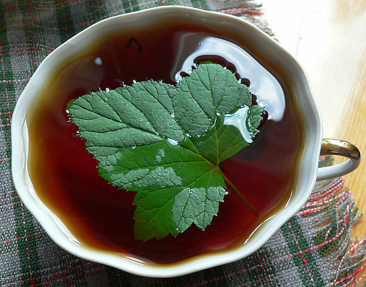 Чай из листьев смородины: польза и вред, когда собирать сырье, чем полезен напиток из смородиновых почек и веток малины