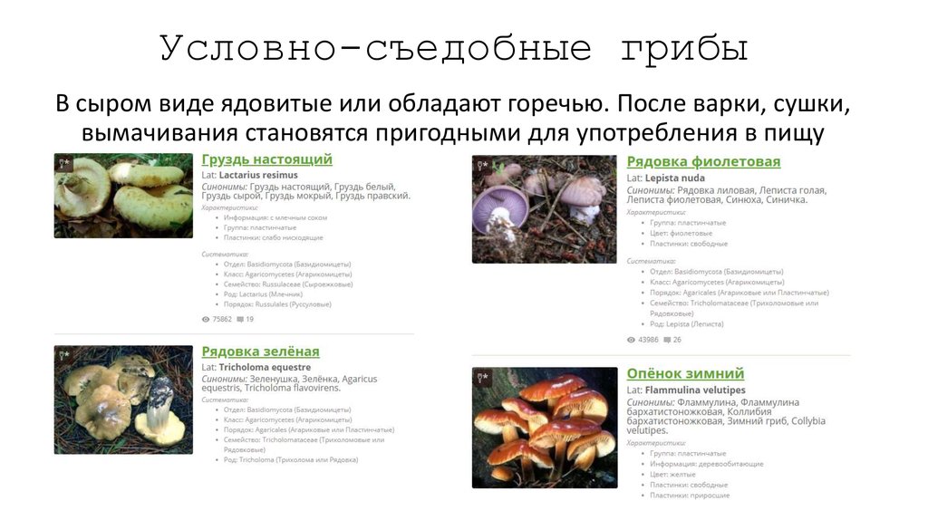 Пластинчатые грибы: съедобные и ядовитые виды, особенности строения, отличительные признаки, правила сбора