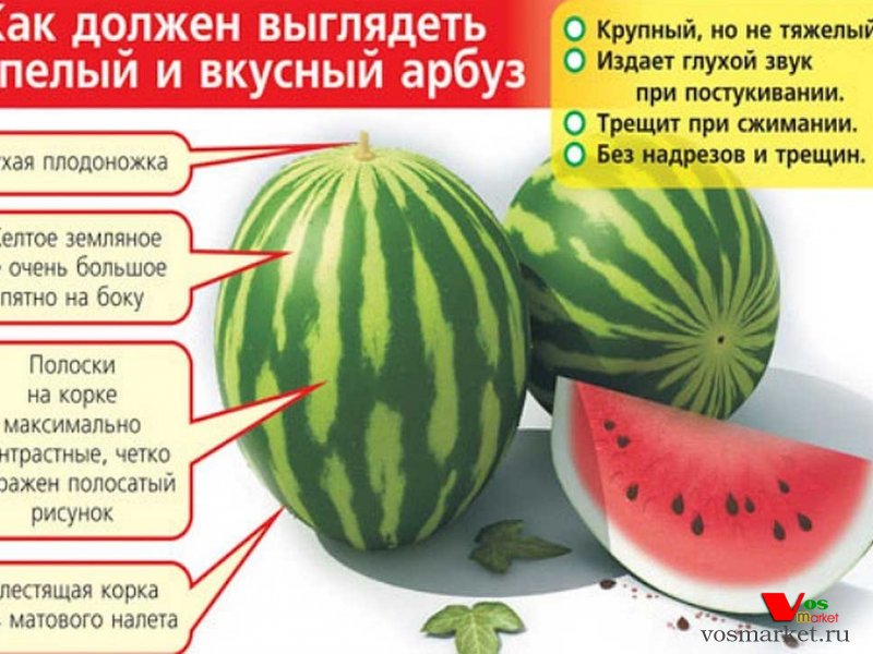 Арбуз: польза и вред для организма человека, калорийность, как выбрать спелую ягоду