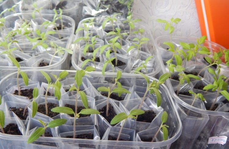 Особенности пикировки томатов в пленки, как посадить и выращивать рассаду