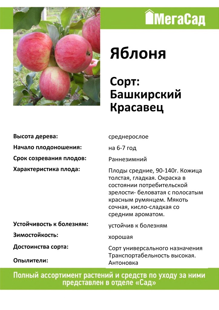 Описание и характеристики яблони сорта башкирская красавица, преимущества и недостатки - всё про сады