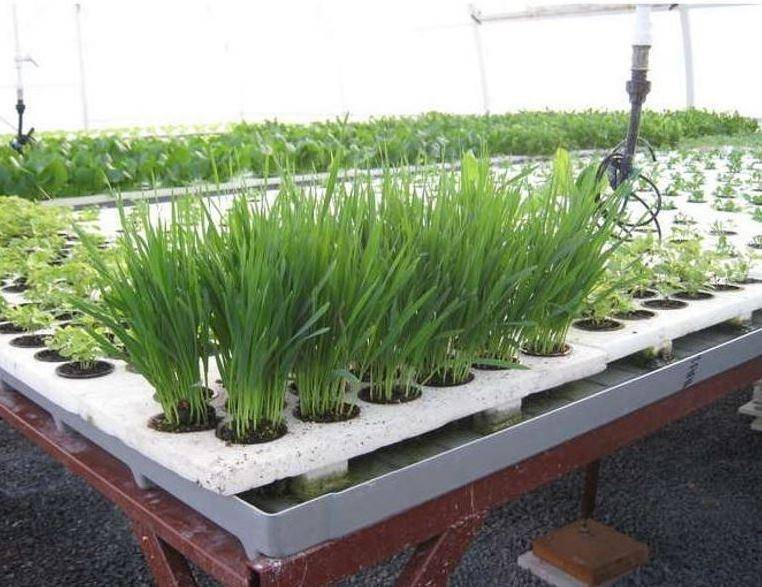 Теплица для выращивания зелени на продажу: выращивание укропа, зеленого лука зимой круглый год, видео