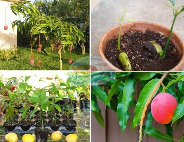 Как вырастить манго из косточки в домашних условиях: 120 фото выращивания экзотического фрукта своими руками