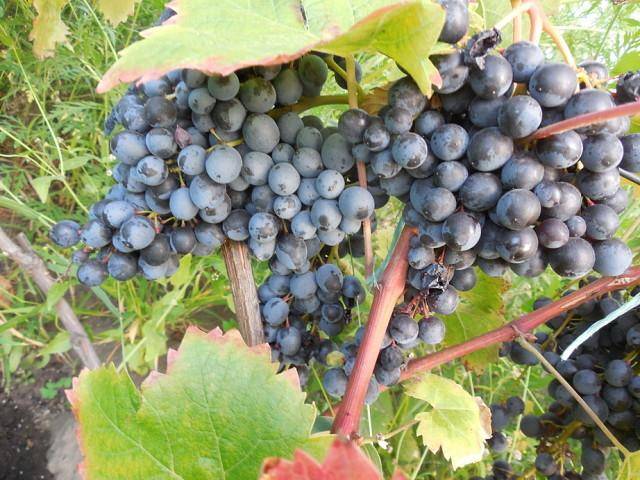 Сорт винограда страшенский, описание с характеристикой и отзывами, особенности посадки и выращивания, фото