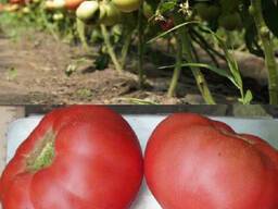 Описание томатов Пинк Мэджик, характеристика плодов и борьба с вредителями