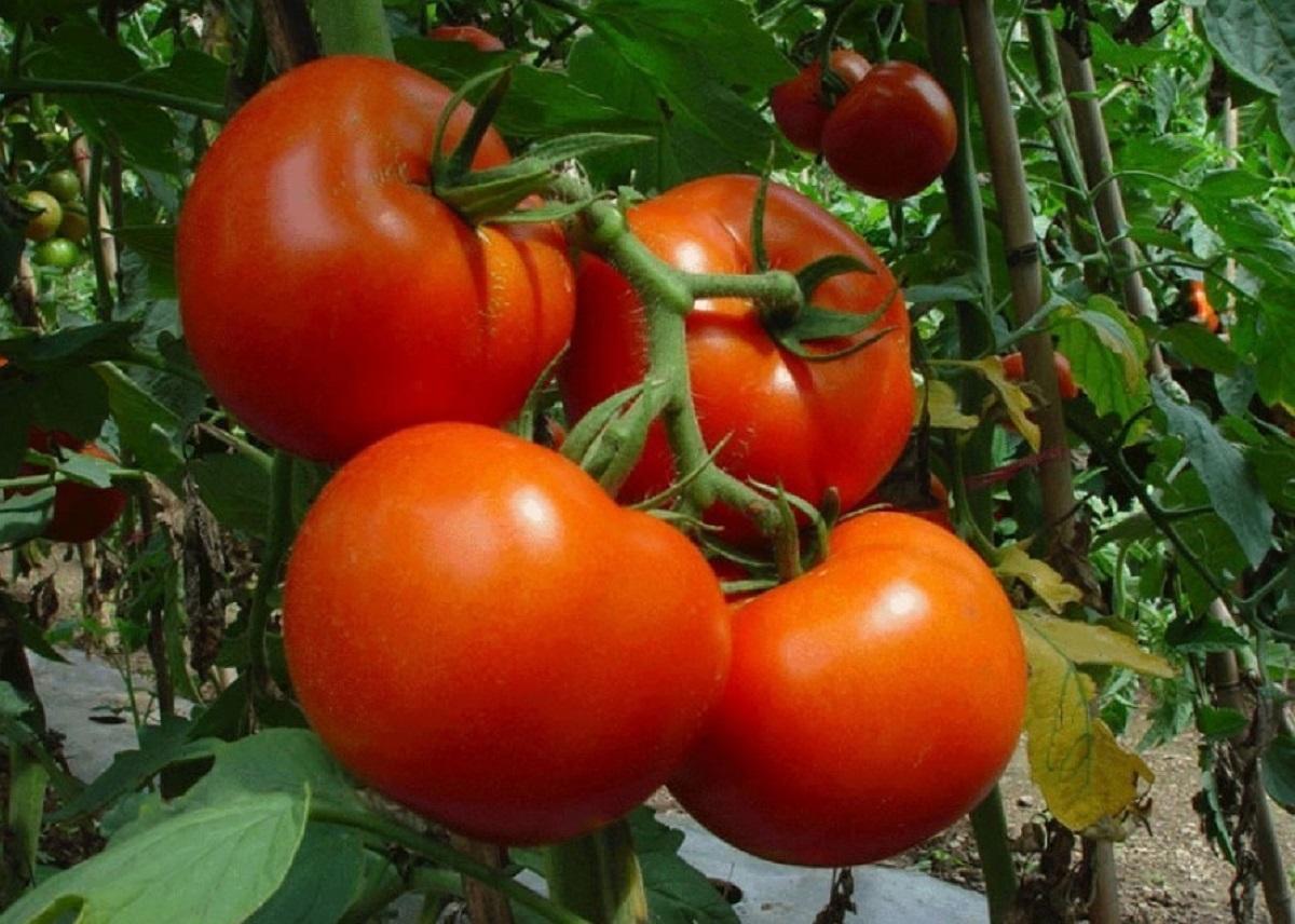 Характеристика сорта томат полонез и его описание – дачные дела