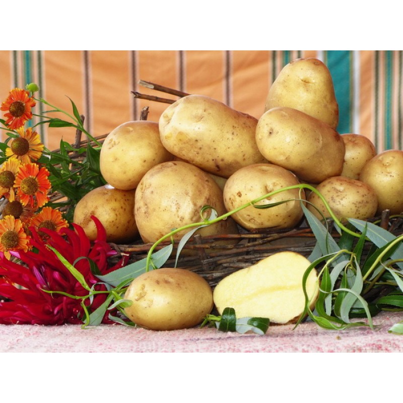 Описание и характеристика картофеля “колетте”