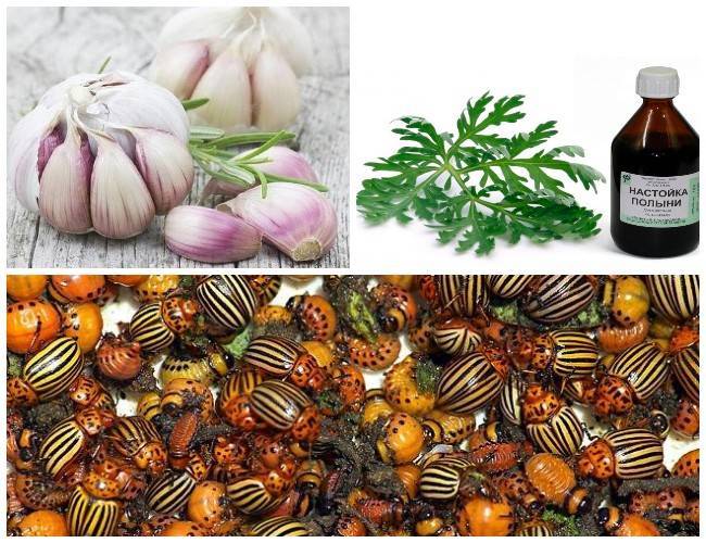 Нашатырный спирт от колорадского жука на картошке: как применять, правила подкормки, отзывы