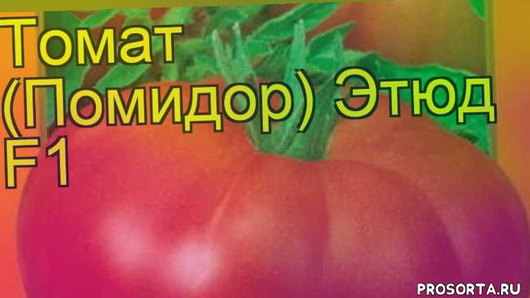 Томат «шедевр ранний»: описание сорта, фото и рекомендации по выращиванию русский фермер