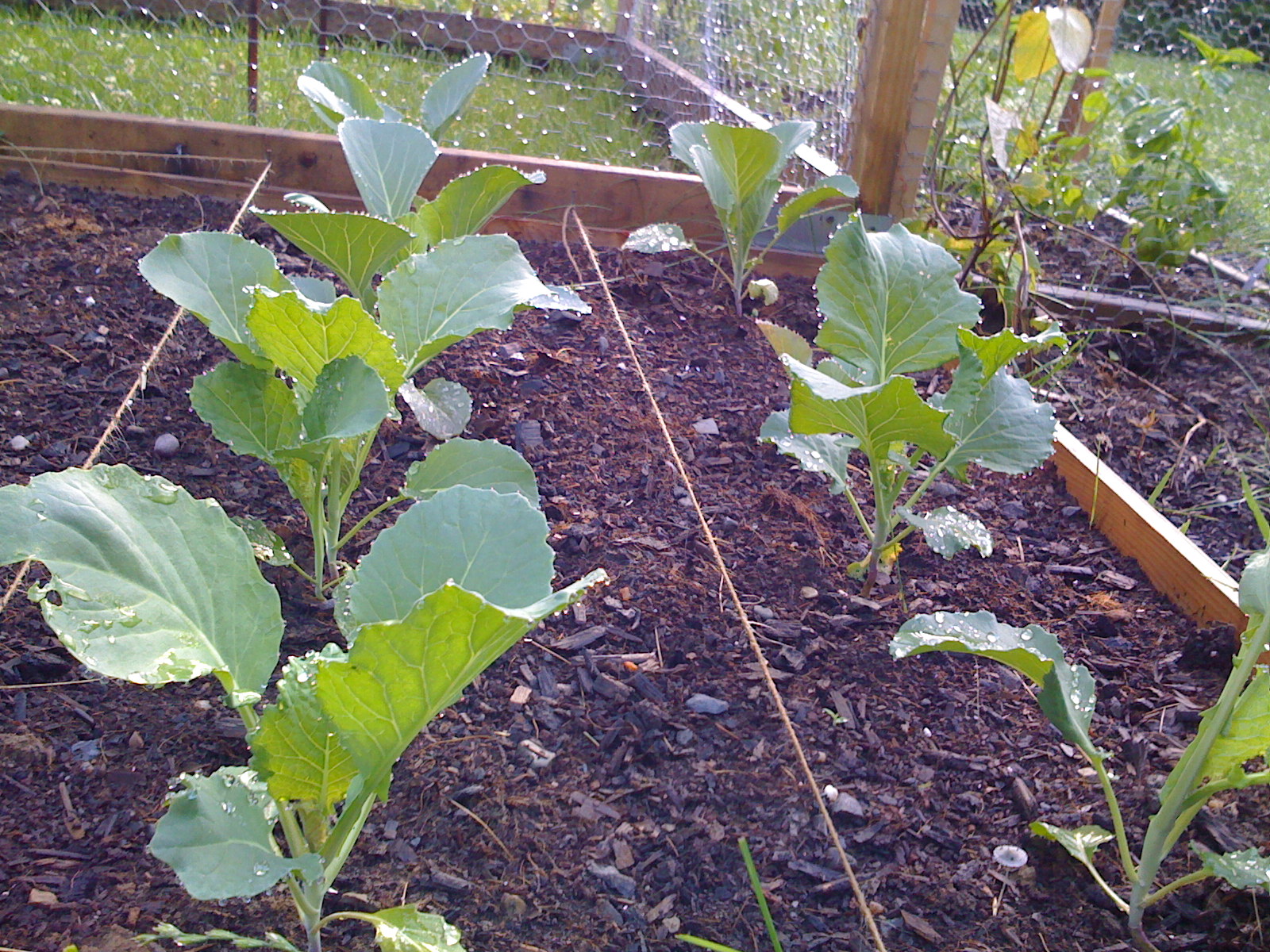 Выращивание цветной капусты: как вырастить из семян, уход за ней на огороде и дома, почему не завязываются кочаны, фото