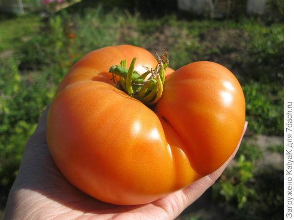 Описание сорта томата бизон оранжевый и его характеристики