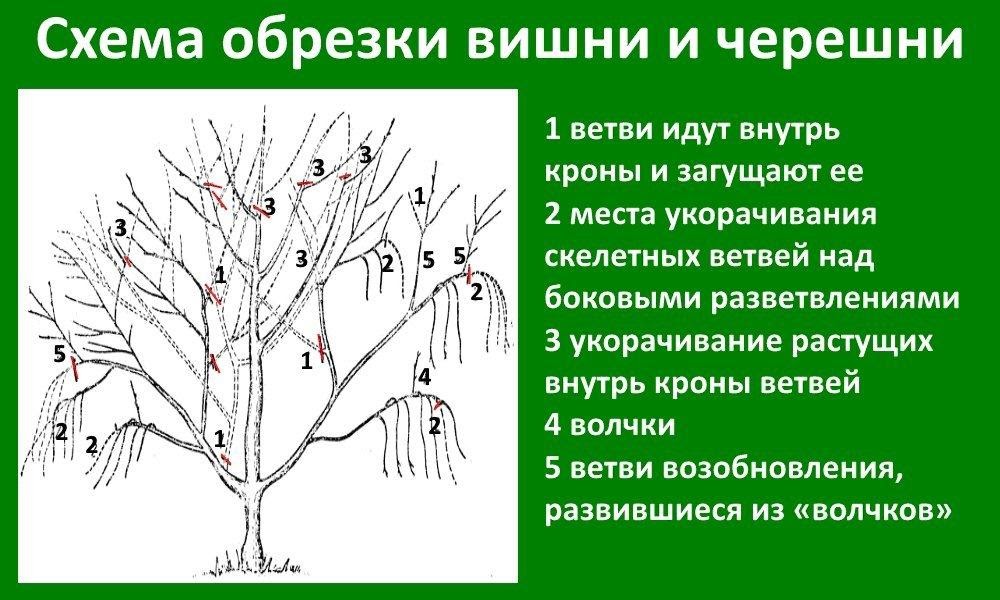 Уход за деревьями и кустарниками весной 2020 года: правильная обрезка, побелка, обработка