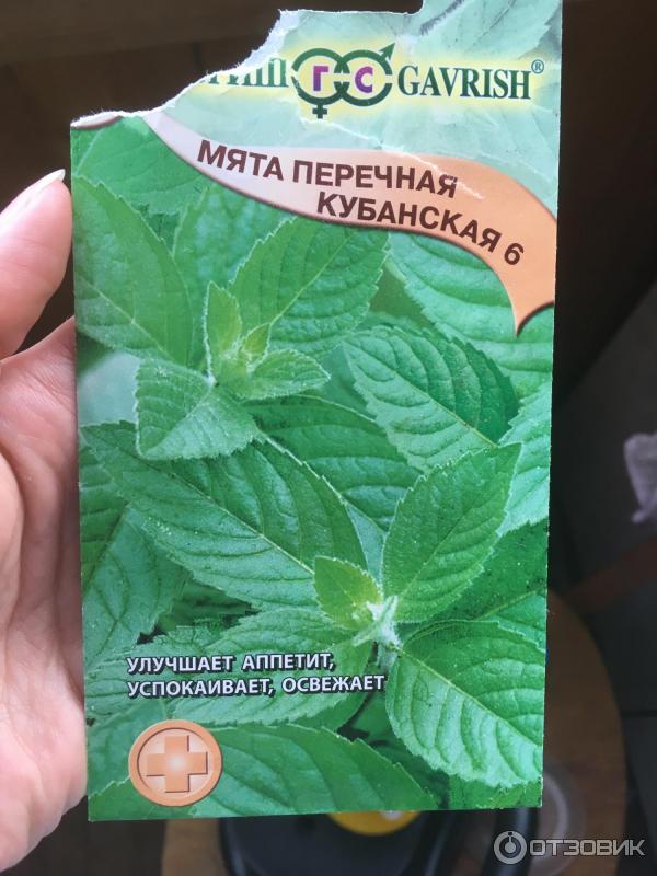 Мята перечная (mentha piperita) — описание растения