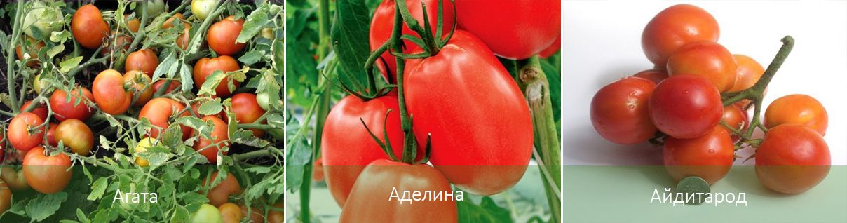 Какие самые лучшие, урожайные и стойкие к болезням сорта томатов для теплицы – дачные дела
