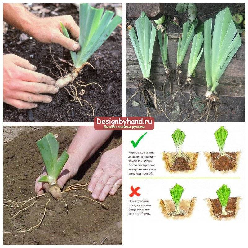 Ирис луковичный: выращивание и уход, особенности и правила посадки ирисов в открытом грунте, полезные советы