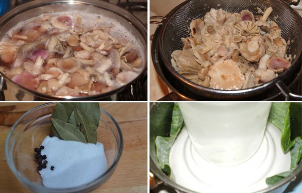Топ 12 рецептов приготовления соленых сыроежек холодным и горячим способом на зиму