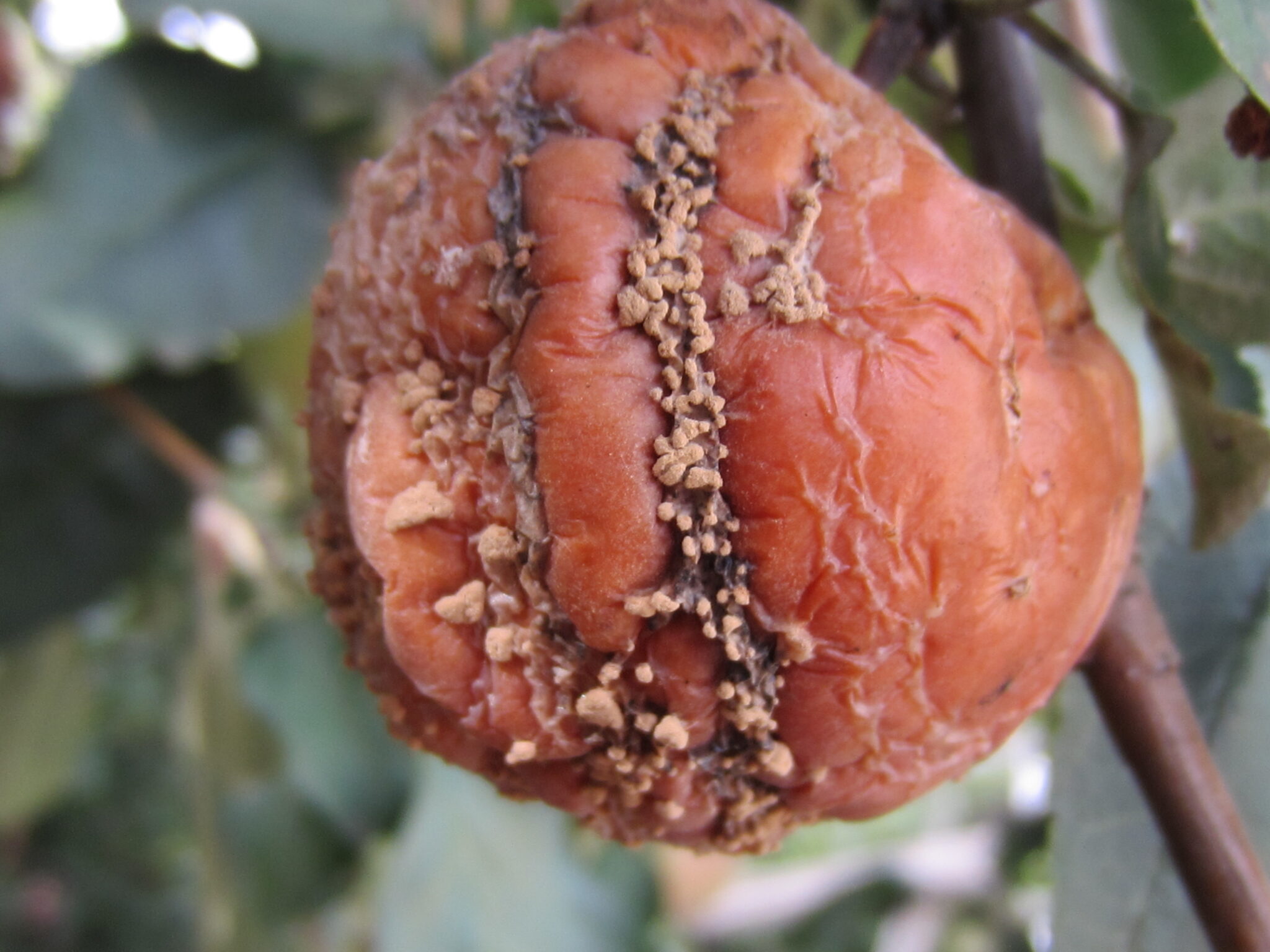 Болезнь яблонь черный рак, как лечить поврежденное растение, а также сорта устойчивые к заболеванию