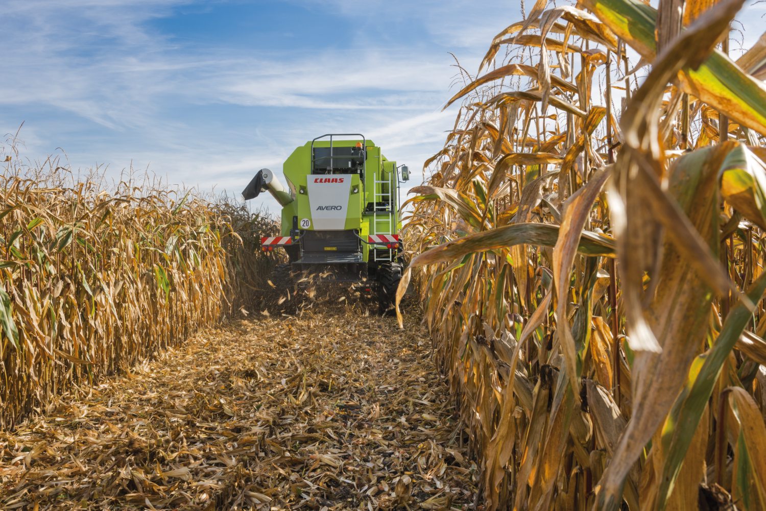 Кукуруза на силос: технология возделывания, рекомендуемые сорта и сроки сбора урожая