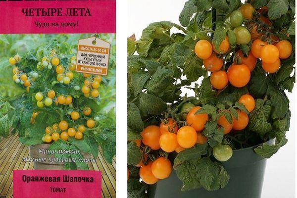 Описание мини-томатов Оранжевая шапочка и выращивание рассадным методом