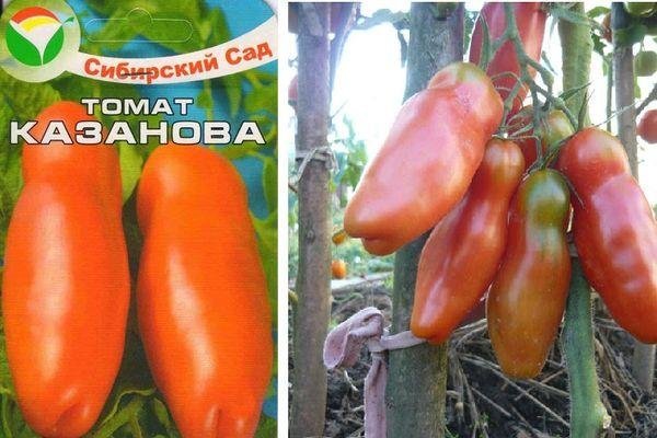 Описание томата Казанова и агротехника выращивания