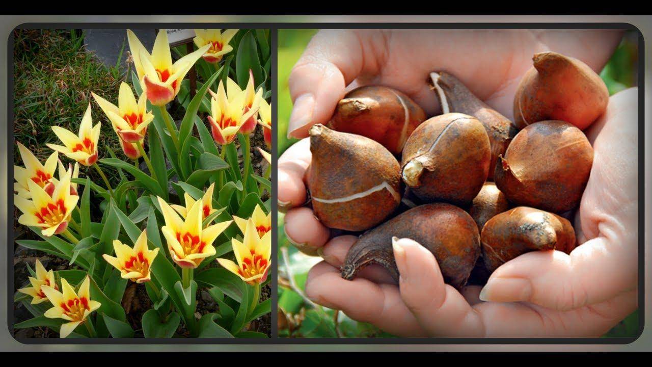 Как нужно подготовить и хранить луковицы тюльпанов, возможные трудности