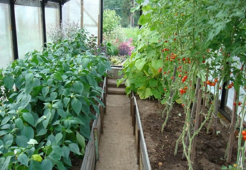 Смешанные посадки: что посадить на одной грядке с помидорами в теплице