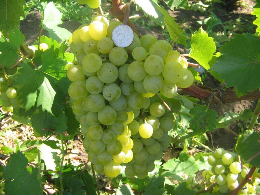 Сорт винограда галбена ноу: описание, фото