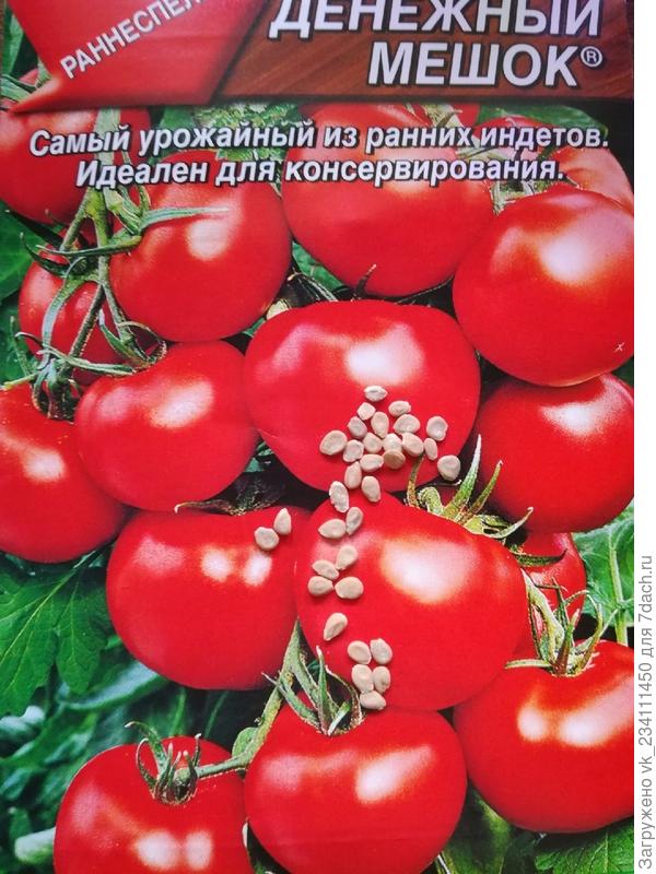 Как выращивать помидоры в открытом грунте – полное руководство от специалиста — agroxxi