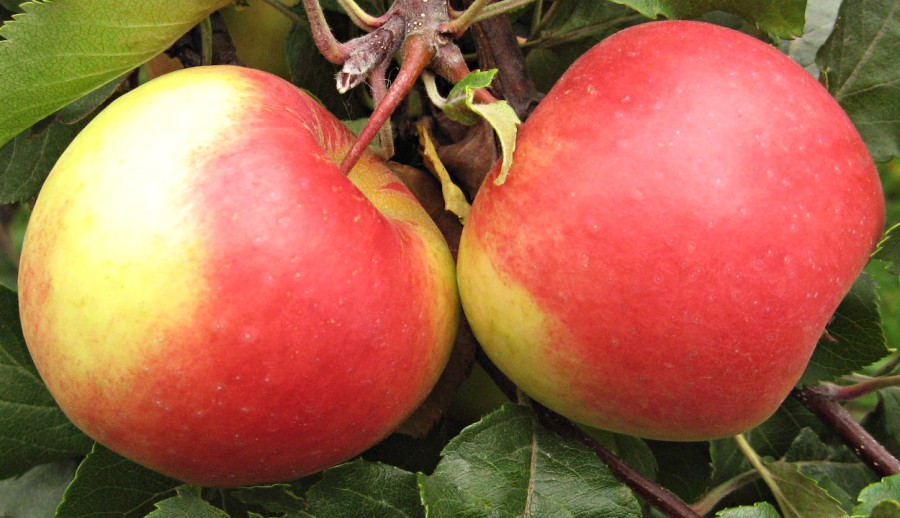Описание сорта яблони недзвецкого: фото яблок, важные характеристики, урожайность с дерева