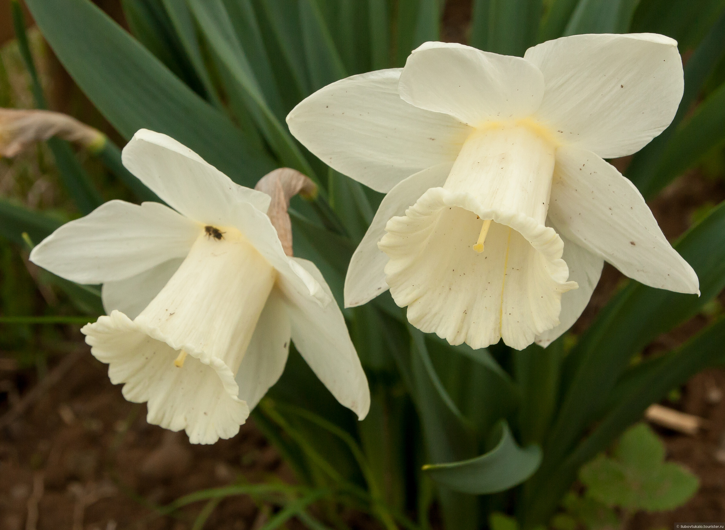Нарциссы посадка и уход в открытом грунте весной и осенью пересадка и размножение фото сортов
