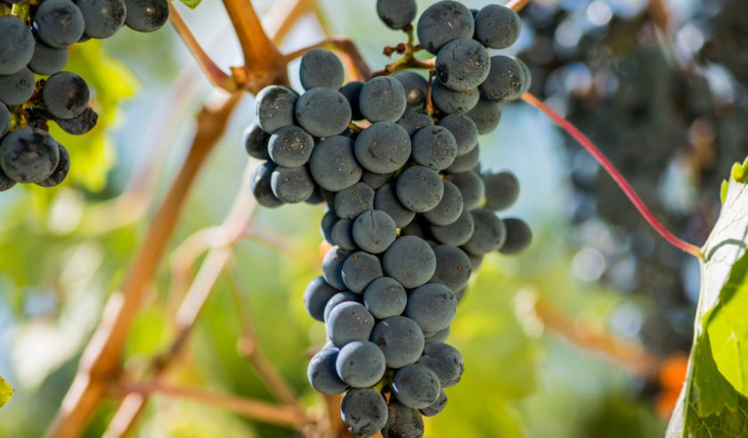Как вырастить виноград сорта каберне совиньон - ваш огородик