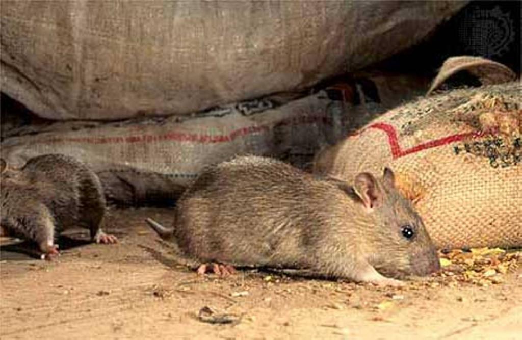Борьба с крысами и мышами – контрольный список, что делать