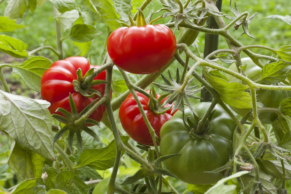 Новинка, которая заслуживает внимания — томат «малиновая рапсодия»: описание сорта