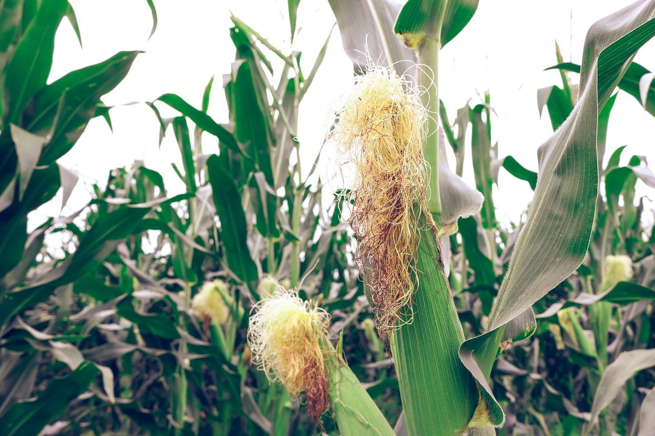 Кукурузные рыльца: 9 полезных свойств, о которых вы не знали