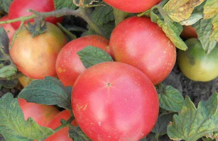 Описание лучших сортов томатов для открытого грунта в Подмосковье