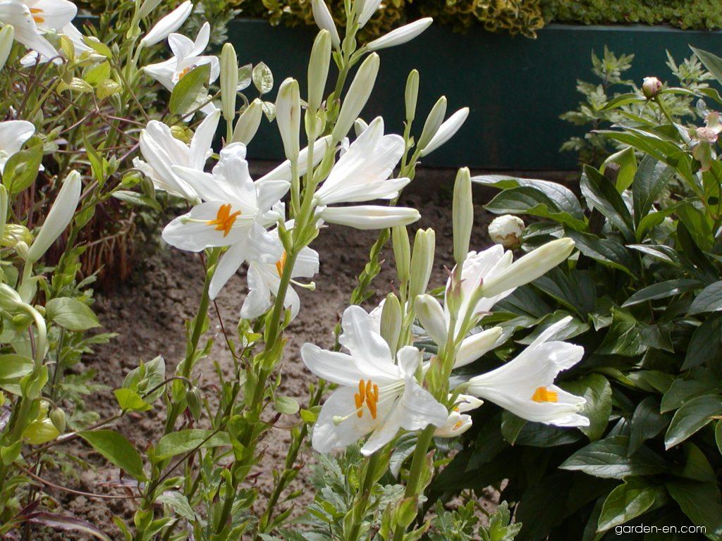 Лилия: посадка в открытый грунт и уход, выращивание в саду