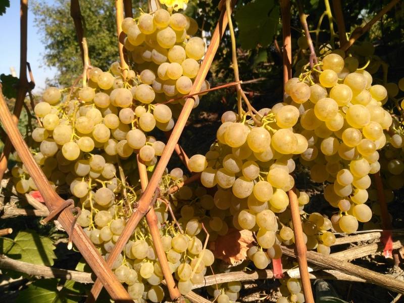 Виноград конфетка описание сорта. виноград русский ранний — секреты выращивания данного сорта