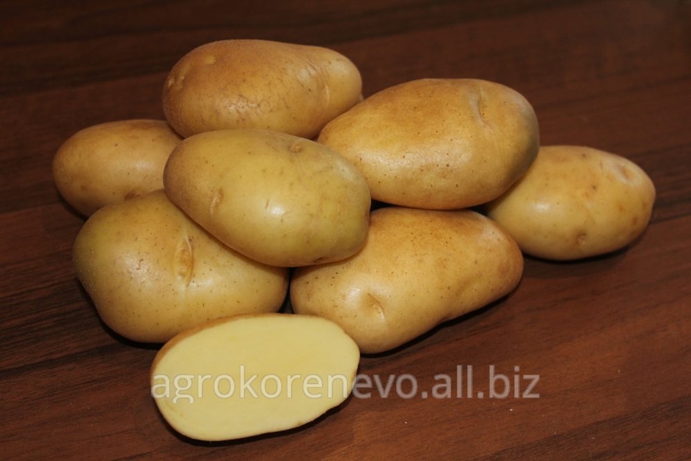 Характеристики картофеля гулливер - агро журнал pole39.ru