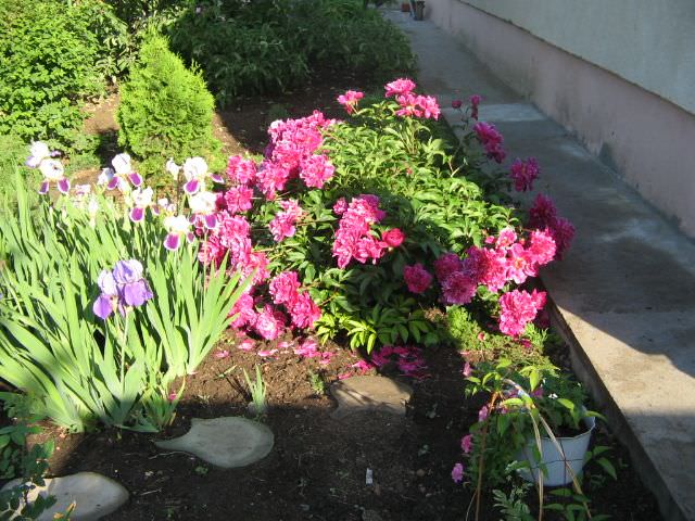 Клумба из тюльпанов: сорта и схемы посадки цветов