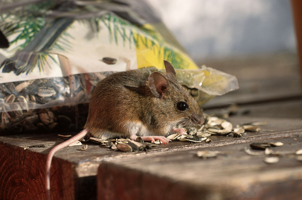 Борьба с грызунами на даче: мыши и крысы