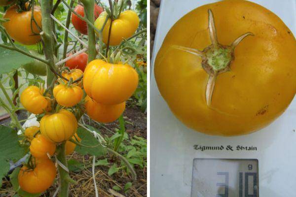 Описание томата Казахстанский желтый и агротехника культивирования