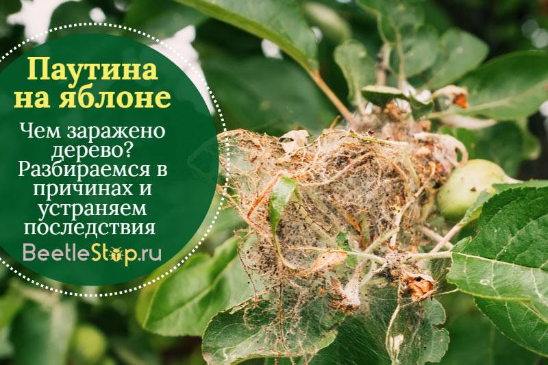 Как бороться с паутиной на яблоне и чем лучше ее обработать, препараты и народные средства