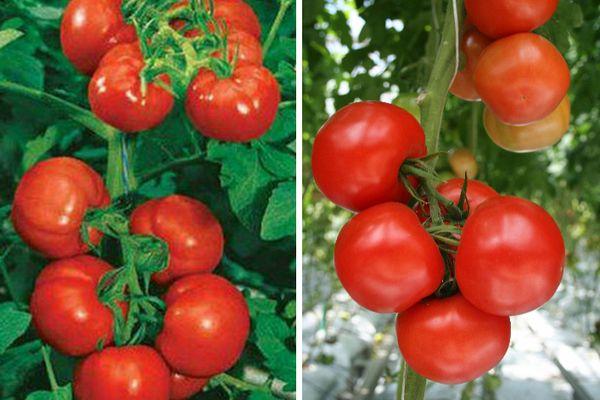 Томат рубиновые пальчики f1: отзывы об урожайности премиум черри, описание и характеристика сорта, фото семян
