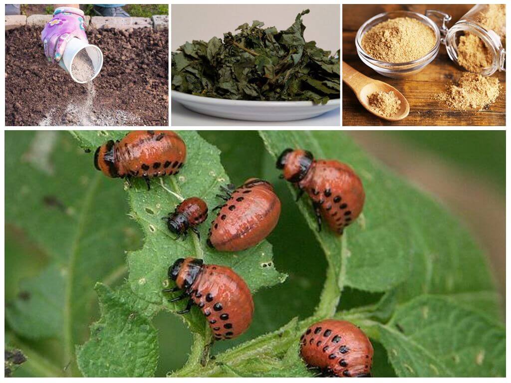 Борьба с колорадским жуком народными средствами – эффктивные рецепты