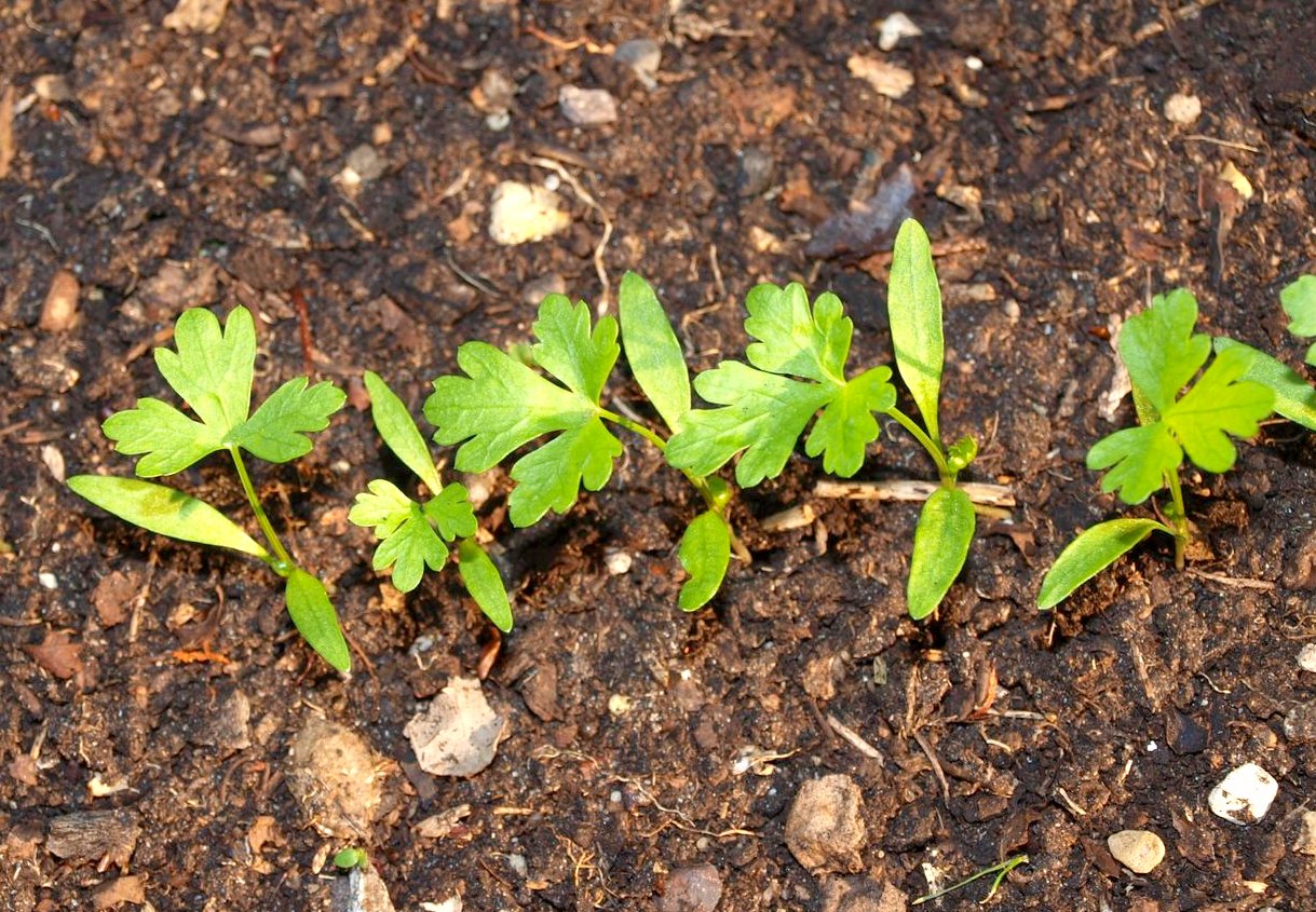 Посадка кинзы семенами в открытый грунт весной и уход за культурой: когда сажать кориандр, как производится посев, какие сорта лучше взять, как ухаживать?