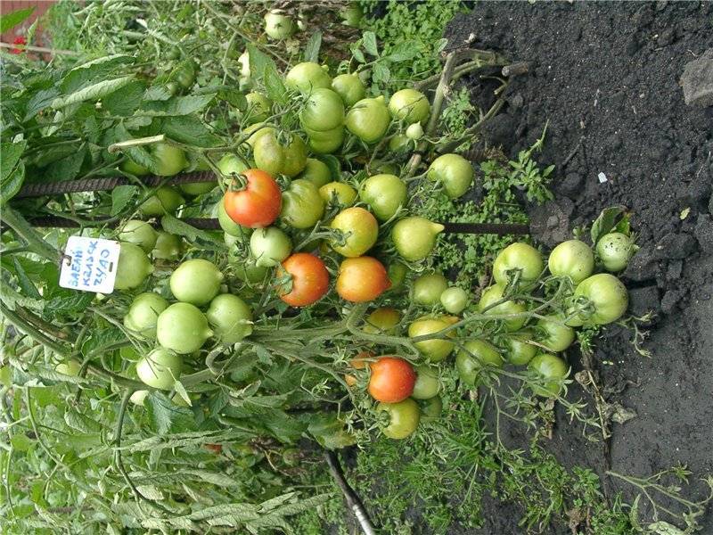 Томат видимо-невидимо — характеристика и описание сорта, урожайность, отзывы овощеводов