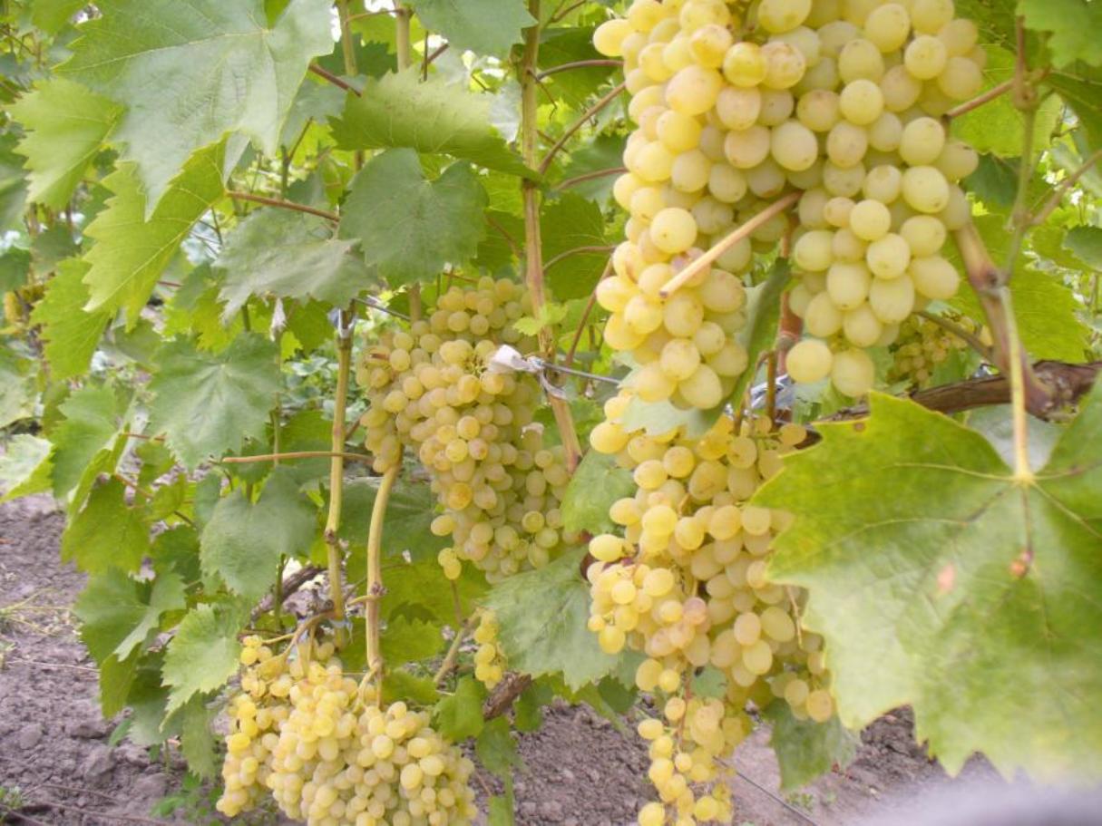 Виноград русбол: описание сорта винограда, фото, выращивание