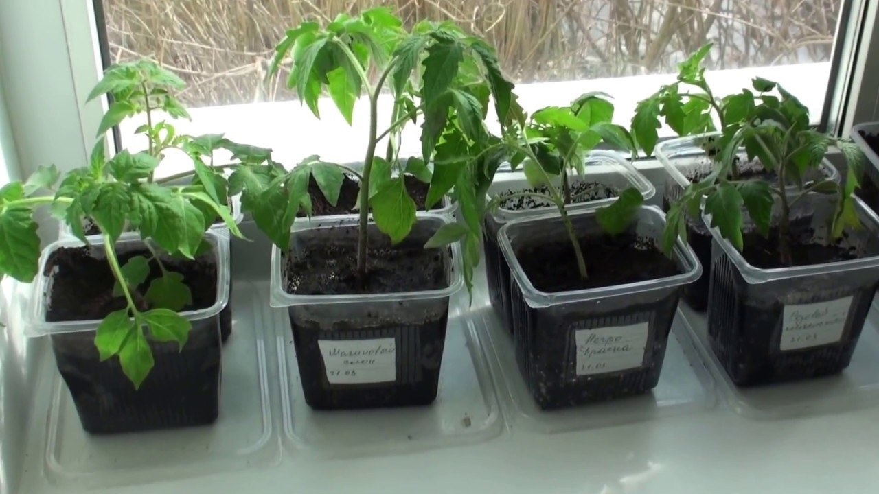 Что дает выращивание рассады томатов без пикировки — нюансы посадки: подготовка, уход, «переезд» на основное место