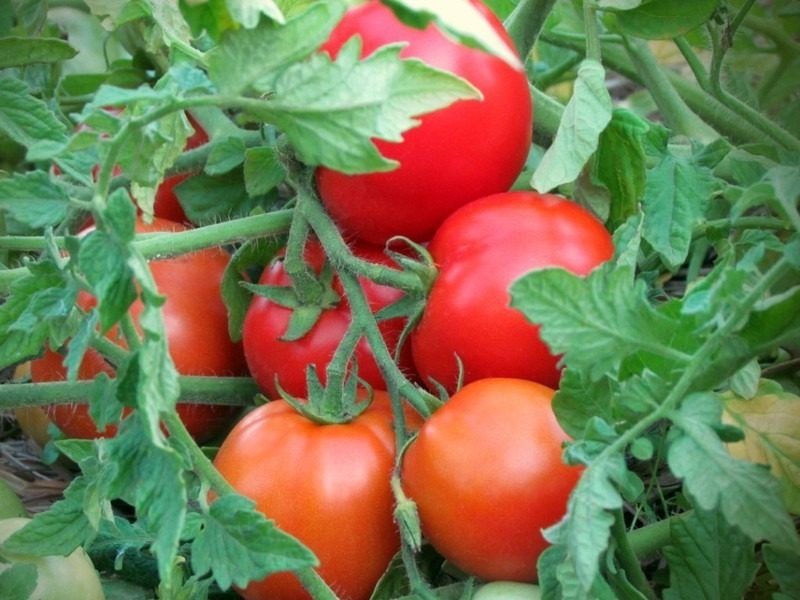 Лучшие сорта томатов для урала