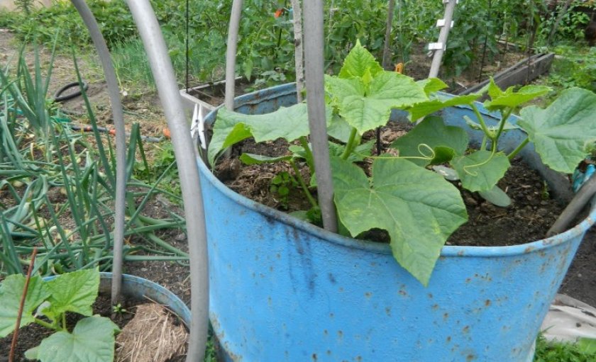 Выращивание огурцов в бочке: как посадить и вырастить, пошаговая инструкция + видео